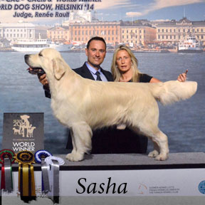 AI Snitker Goldens Sire, Sasha of Thevenet Golden Retrievers, World Winner 2014