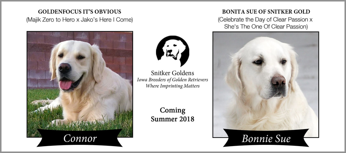 English-Cream-Golden-Retriever-Snitker-Goldens-Litter-SU2018-Bonnie-Sue-x-Connor