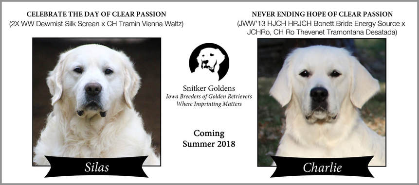 English-Cream-Golden-Retriever-Snitker-Goldens-Litter-SU2018-Charlie-x-Silas