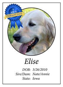 Trained-Therapy-Dog-Snitker-Goldens-EliseZogg
